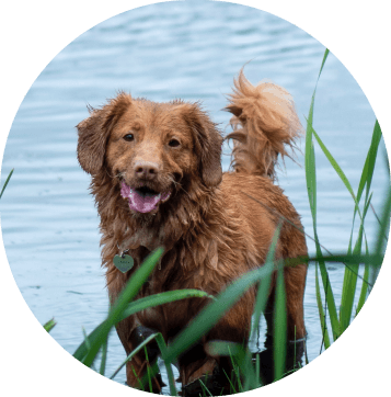 Heartworm Prevention Near Me 34997 Stuart Sound Animal Hospital