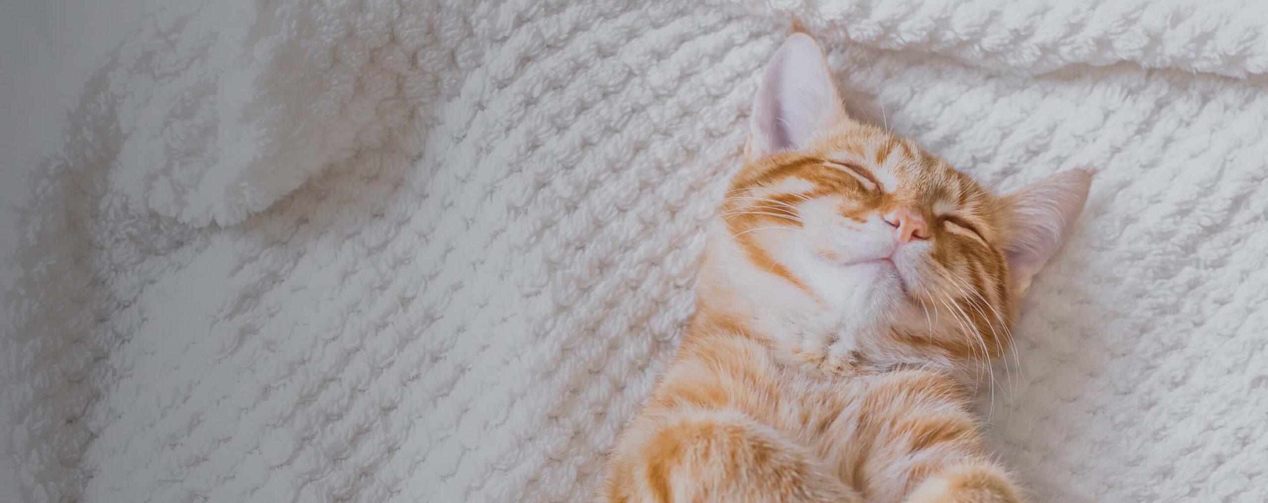 Orange cat relaxing on a blanket.
